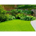 Видео Интернешнл отзывы