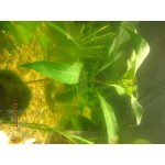 Интернет-магазин товаров по аквариумистике отзывы