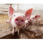 Свинокомплекс Тарбаево отзывы