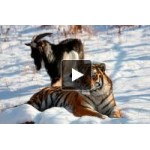Тигр Амур и козел Тимур отзывы