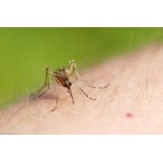 Вирус Зика отзывы