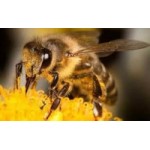 Аренда пчёл +7 (861) 238-83-61 отзывы