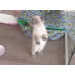 домашние деревья отзывы