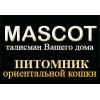 Питомник ориентальной кошки Mascot отзывы